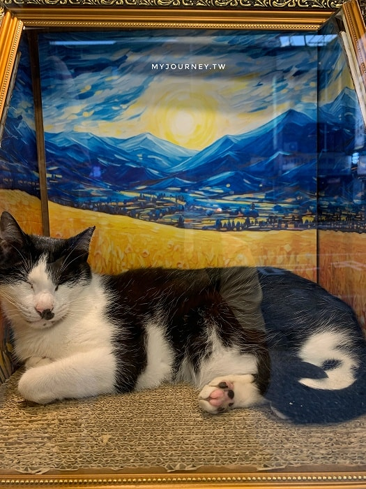台北最暖「擼貓」秘境！免限時無低消，在「貓咪也瘋狂公益協會」遇見幸福（圖／可大王提供）