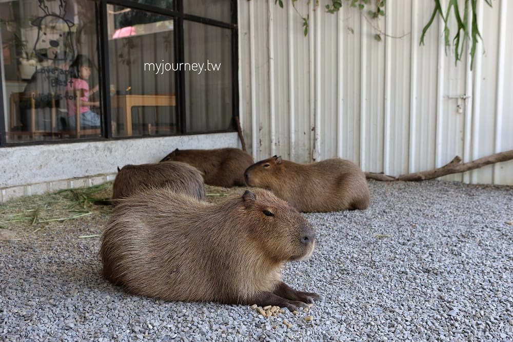 埔里新景點！水豚、貓咪陪喝咖啡（圖／可大王拍攝）